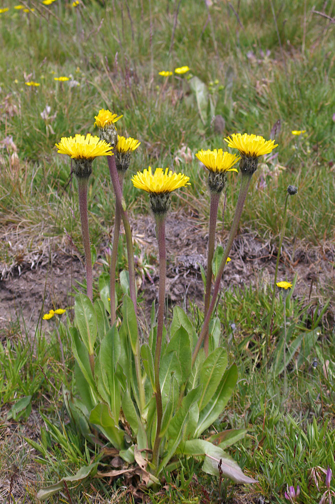 Hypochaeris uniflora / Costolina alpina